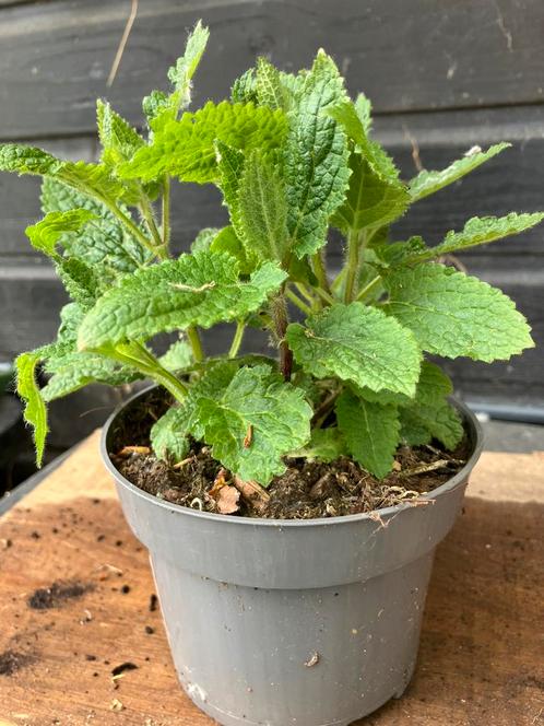 Crosne of Japanse andorn BIOLOGISCH, Tuin en Terras, Planten | Tuinplanten, Vaste plant, Groenteplanten, Ophalen