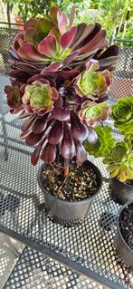Aeonium, Tuin en Terras, Ophalen