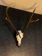 Schedel met Gewei - 80cm, Antiek en Kunst, Ophalen