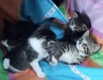 Kittens, Dieren en Toebehoren, Meerdere dieren, Kortharig, 0 tot 2 jaar