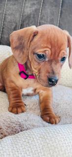 💙🐶🩷Prachtig nestje Jack/Teck pups💙🐶🩷, Parvo, Standaard, 8 tot 15 weken, Korthaar