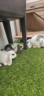 5 lieve konijntjes van 6 weken., Dieren en Toebehoren, Meerdere dieren, Middelgroot