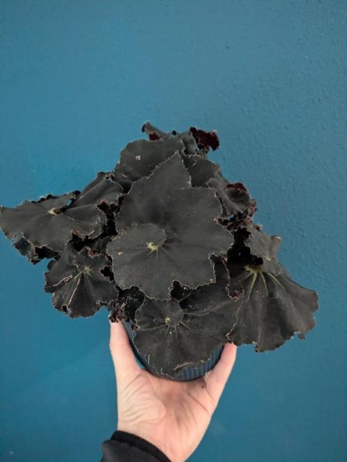 Begonia Dark Mambo, Benigo Pink/Polkadot Pink, Cleopathrae, Huis en Inrichting, Kamerplanten, Overige soorten, Minder dan 100 cm