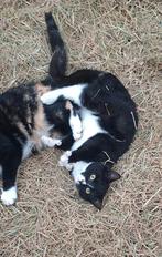 Lieve boerderij kittens (katers) te koop! 3 rode en 1 zwarte, Dieren en Toebehoren, Katten en Kittens | Overige Katten, Meerdere dieren