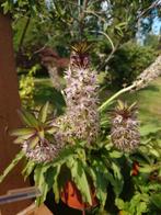 Eucomis ananasplant grote potten met meerdere knollen, Ophalen, Zomer, Overige soorten, Volle zon