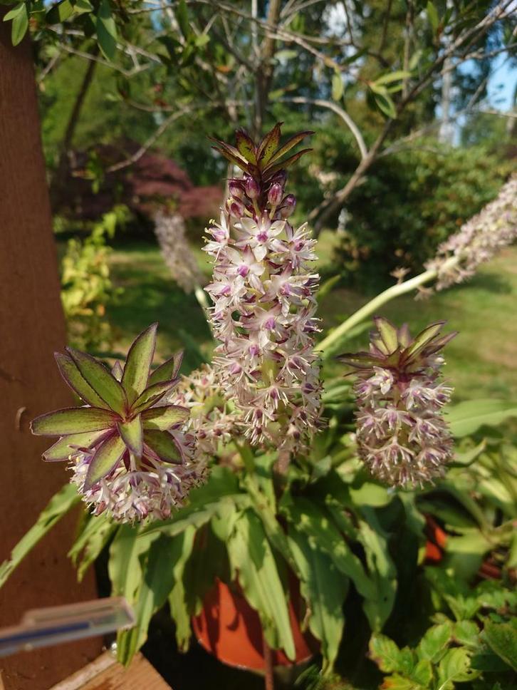 Eucomis ananasplant grote potten met meerdere knollen, Tuin en Terras, Planten | Tuinplanten, Overige soorten, Volle zon, Zomer