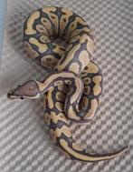 Hypo het DG Ball Python, Koningspython, Dieren en Toebehoren, Slang, Tam, 0 tot 2 jaar