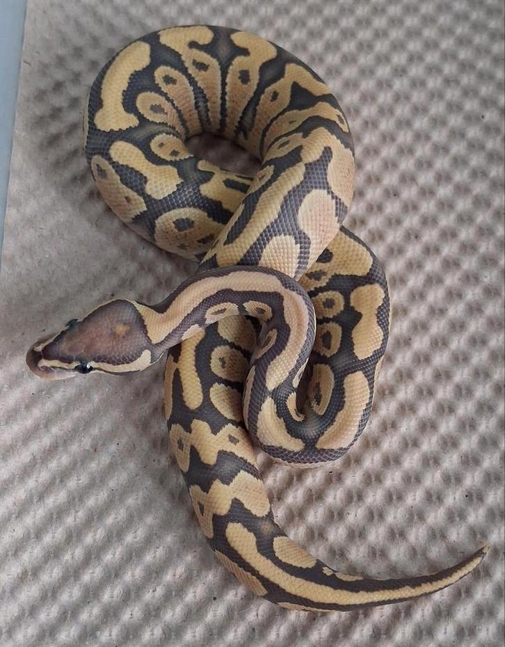 Hypo het DG Ball Python, Koningspython, Dieren en Toebehoren, Reptielen en Amfibieën, Slang, 0 tot 2 jaar, Tam
