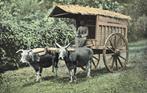Ned.  Indië Een transportwagen met Karbouwen., Verzamelen, Ansichtkaarten | Buitenland, Ophalen of Verzenden, Voor 1920, Ongelopen