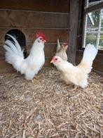 Trio Chabo's, Dieren en Toebehoren, Pluimvee, Meerdere dieren, Kip