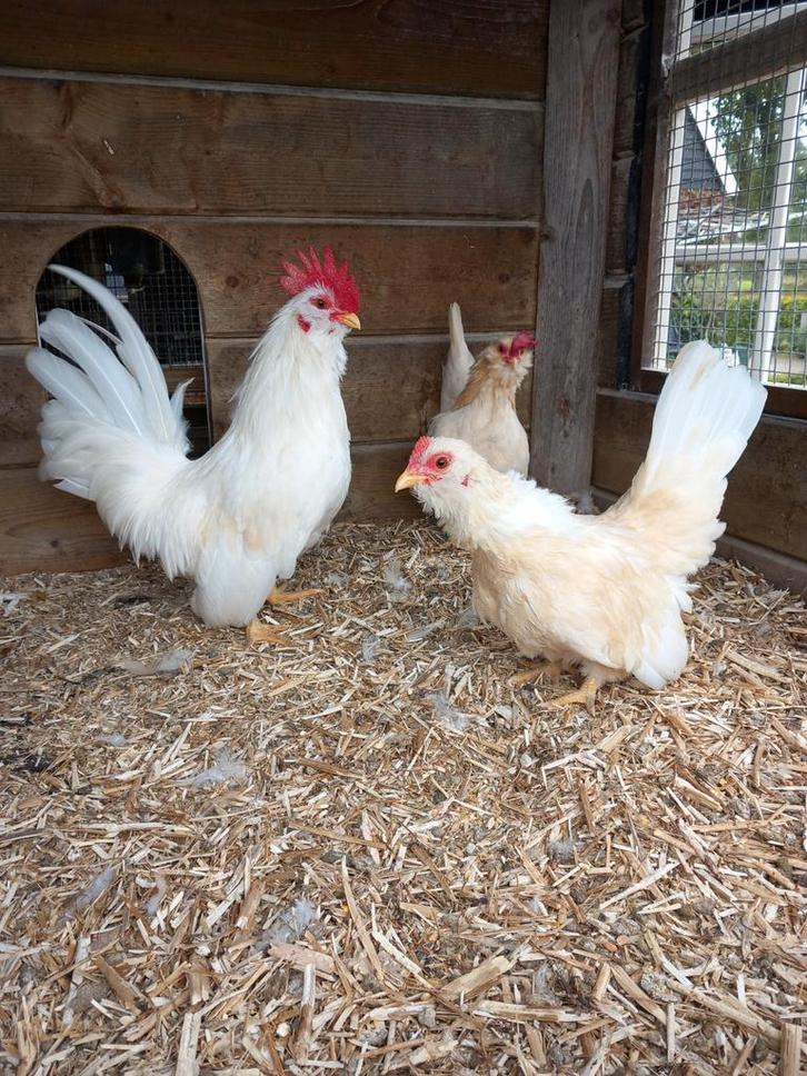 Trio Chabo's, Dieren en Toebehoren, Pluimvee, Kip, Meerdere dieren