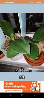 Orchideeën GEZOCHT om Gratis op te halen, Huis en Inrichting, Kamerplanten, Ophalen, Overige soorten, Minder dan 100 cm