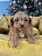 Boomer x Labradoodle mini pups, Dieren en Toebehoren, Nederland, Overige rassen, 8 tot 15 weken, Meerdere