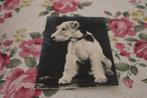 Z/w Honden Postkaart - Foxterrier,  beschreven, Frankrijk, Verzenden, 1940 tot 1960, Ongelopen, Hond of Kat