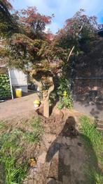 Japanse sdoorn, Ophalen, Overige soorten