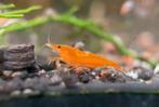 Orange sakura garnalen | Neocaridina shrimps oranje, Kreeft, Krab of Garnaal, Zoetwatervis