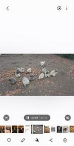 4 zijdehoen haantjes 4mnd oud, Dieren en Toebehoren, Pluimvee, Mannelijk, Kip