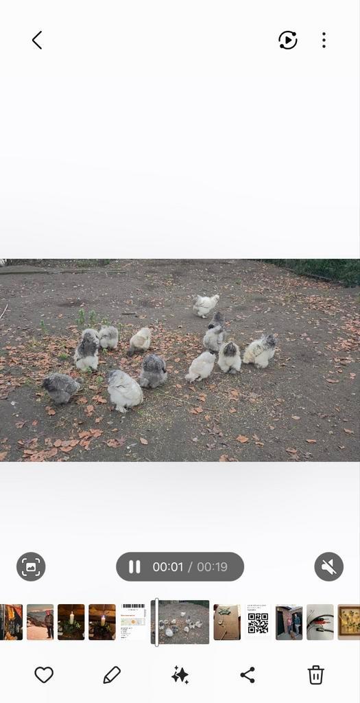 4 zijdehoen haantjes 4mnd oud, Dieren en Toebehoren, Pluimvee, Kip, Mannelijk