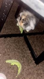 Gekleurd hangoor konijn rammetje, Dieren en Toebehoren, April, Mannelijk, Overige typen