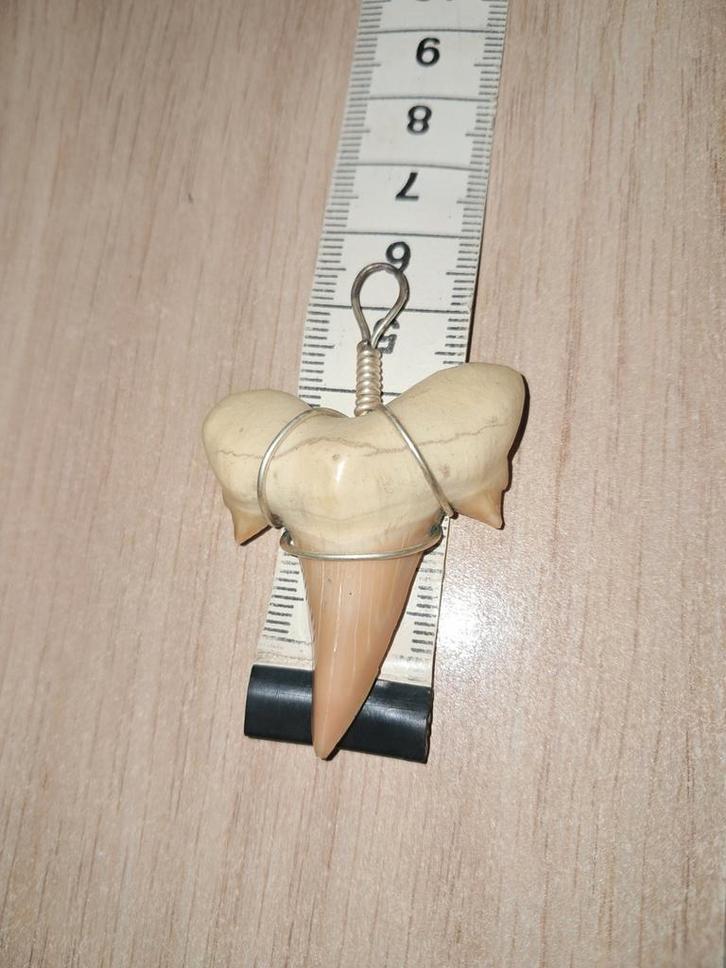 Haaientand Kettinghanger - Groot & Scherp!, Sieraden, Tassen en Uiterlijk, Kettinghangers, Gebruikt, Overige materialen, Beige