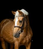 Apart mooie lieve 2,5 jarige ruin., Dieren en Toebehoren, Pony's, Gechipt, Ruin, Springpony, 0 tot 2 jaar