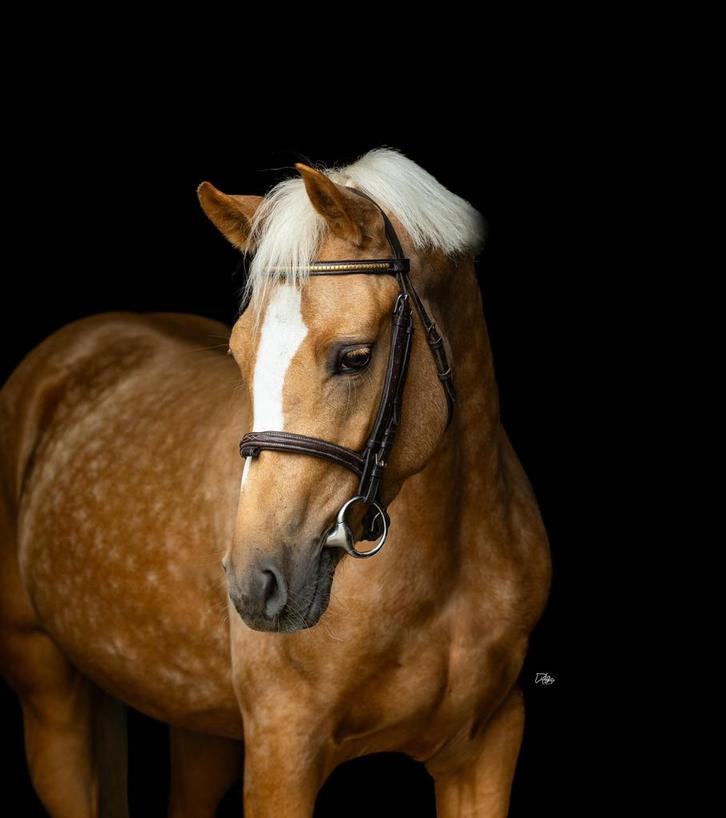 Apart mooie lieve 2,5 jarige ruin., Dieren en Toebehoren, Pony's, Ruin, Onbeleerd, D pony (1.37m tot 1.48m), Springpony, 0 tot 2 jaar