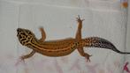 Luipaardgekko redstripe 100% rainwater, Dieren en Toebehoren, Reptielen en Amfibieën, Hagedis, 0 tot 2 jaar