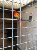Gevraagd koppel goldenopalines, Meerdere dieren, Parkiet, Geringd