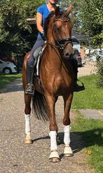 Stoere Kjento merrie te koop!!, Dieren en Toebehoren, Paarden, Merrie, Dressuurpaard