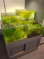 Plantenbak, Ophalen, Plant(en), Steen of Hout