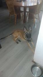 mechelse herder reu, Reu, 1 tot 2 jaar, Eén hond, Herder