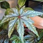 Begonia gryphon, Ophalen of Verzenden, Overige soorten, Minder dan 100 cm