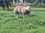 2 jarige Engelse texelaar  Blauwe texelaar, Dieren en Toebehoren, Mannelijk, Schaap
