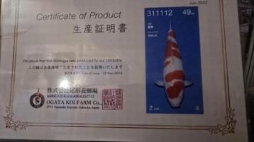 Ogata kohaku koi met certificaat bieden vanaf 450 euro  beschikbaar voor biedingen