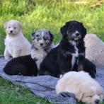 GEZOCHT: Kruising Australian Shepherd x Golden Retriever, Golden retriever, CDV (hondenziekte), 8 tot 15 weken, Geslacht onbekend