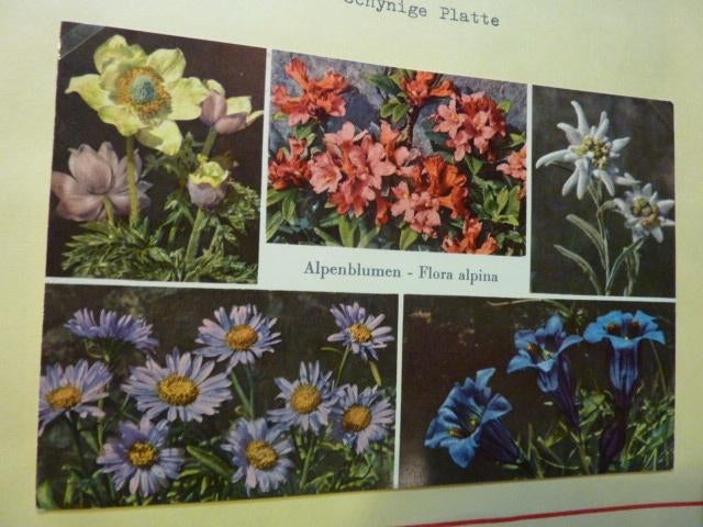 Ansicht Zwitserland - Alpenbloemen Flora alpina, Boeken, Ophalen of Verzenden, Zo goed als nieuw