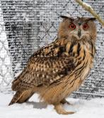 Koppel Europese Oehoe, Meerdere dieren, Roofvogel, Geringd