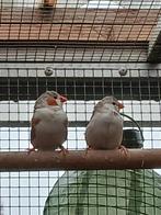 TEKOOP Mooi kweekkoppel witborst zebravinken, Dieren en Toebehoren, Vogels | Overige Vogels, Meerdere dieren, Tropenvogel