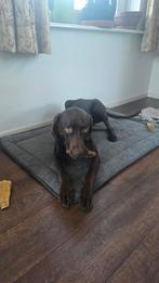 Puber Vizmaraner reu (Vizsla x Weimaraner), Dieren en Toebehoren, Reu, 1 tot 2 jaar, Groot, Eén hond