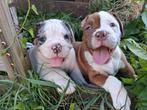 TK prachtige Old Englisch Bulldogpups, Dieren en Toebehoren, Bulldog, Meerdere, Meerdere dieren, Nederland