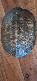 Schildpad schild kunststof, Ophalen, Zo goed als nieuw, Dier
