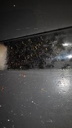 Polyrhachis dives mieren kolonie 1q, Dieren en Toebehoren, Insecten en Spinnen