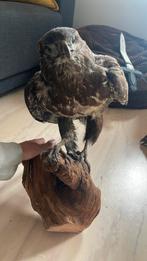 2 opgezette buizerds, Ophalen, Zo goed als nieuw, Wild dier, Opgezet dier