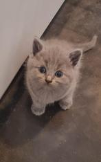 Britse korthaar kittens, Dieren en Toebehoren, Katten en Kittens | Raskatten | Korthaar, Poes, 0 tot 2 jaar