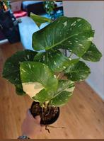 Monstera Thai constellation, Huis en Inrichting, Kamerplanten, Ophalen, Halfschaduw, Minder dan 100 cm