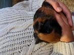 Lieve cavia's, Dieren en Toebehoren, Knaagdieren, Cavia, Juli, Meerdere dieren, Tam