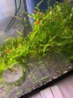 Jonge Bloody Mary Garnalen Mooi op kleur, Dieren en Toebehoren, Vissen | Aquariumvissen, Vis