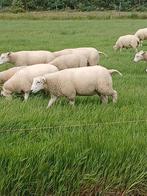 swifter ooi lammeren, Dieren en Toebehoren, Schapen, Geiten en Varkens, Vrouwelijk, Schaap