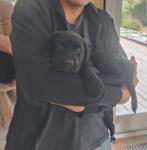 Puppy Labrador/Friese Stabij, Dieren en Toebehoren, Parvo, 8 tot 15 weken, Teef, Labrador retriever