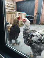 Prachtige sociale Brahma hanen, Dieren en Toebehoren, Maart, Mannelijk